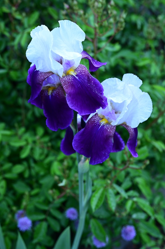 Iris germanica