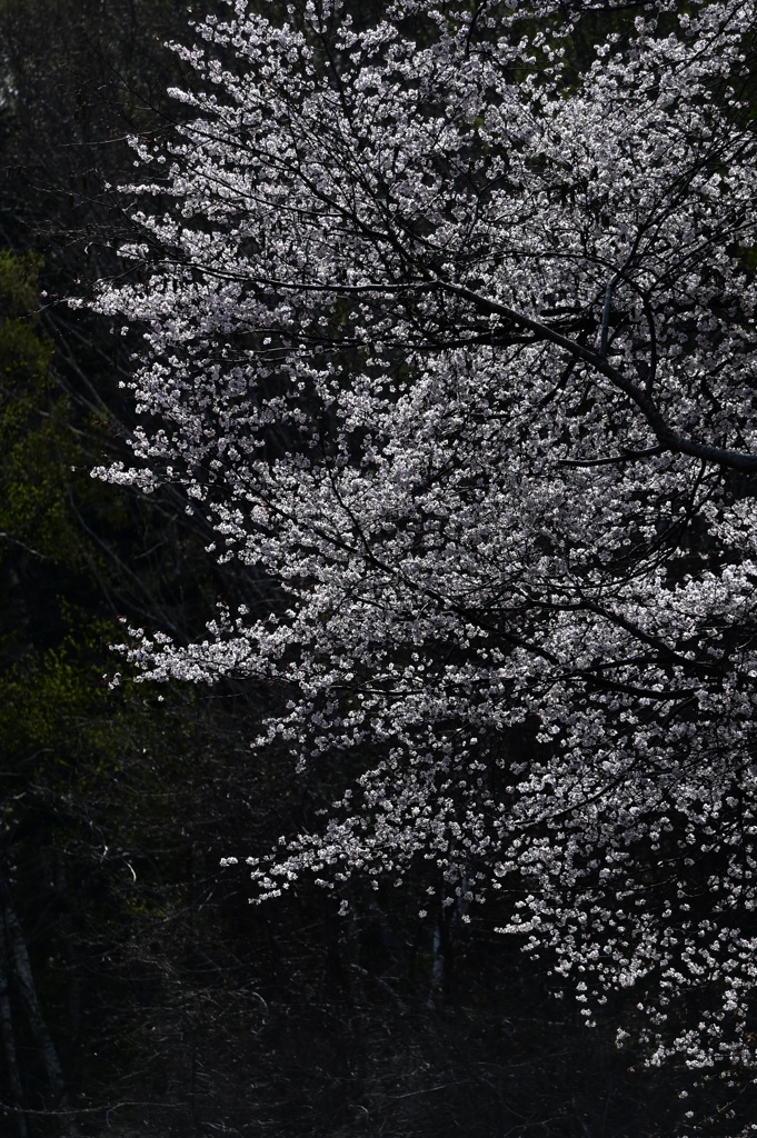 白黒桜