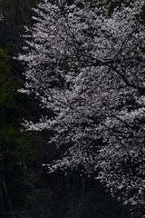 白黒桜