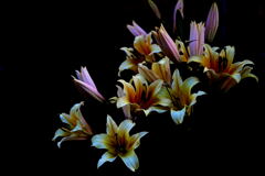 マイガーデン26