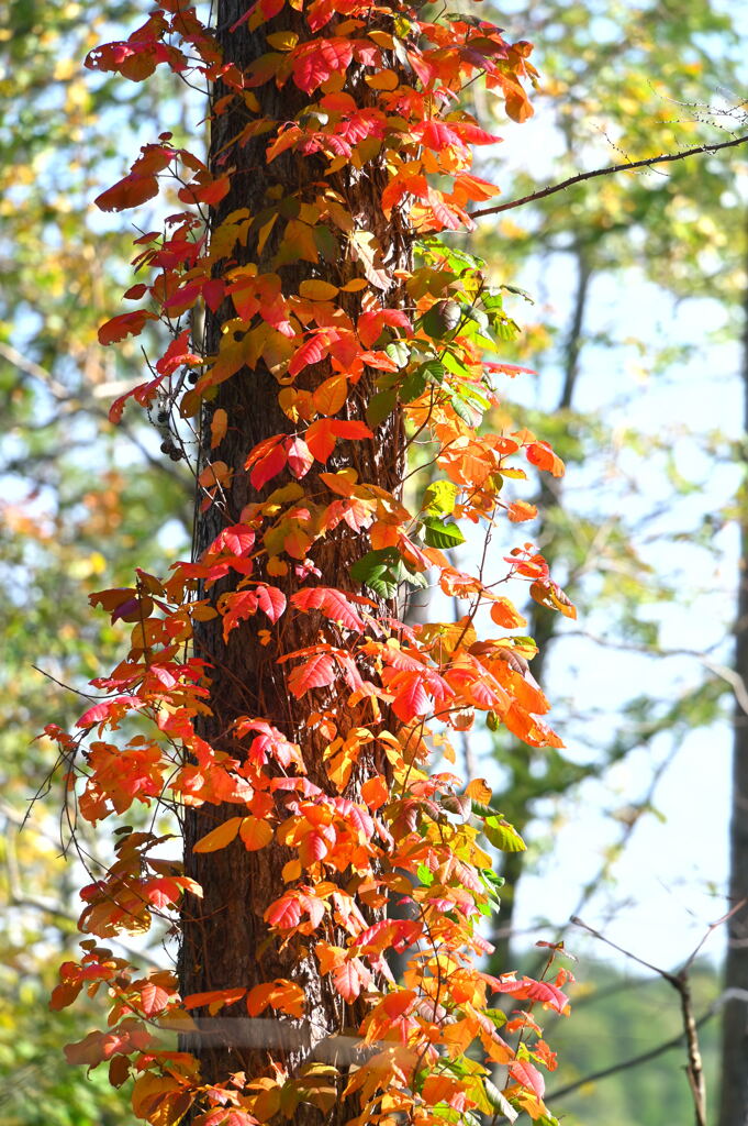 ツタウルシの紅葉