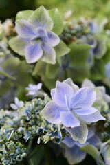 マイガーデン20