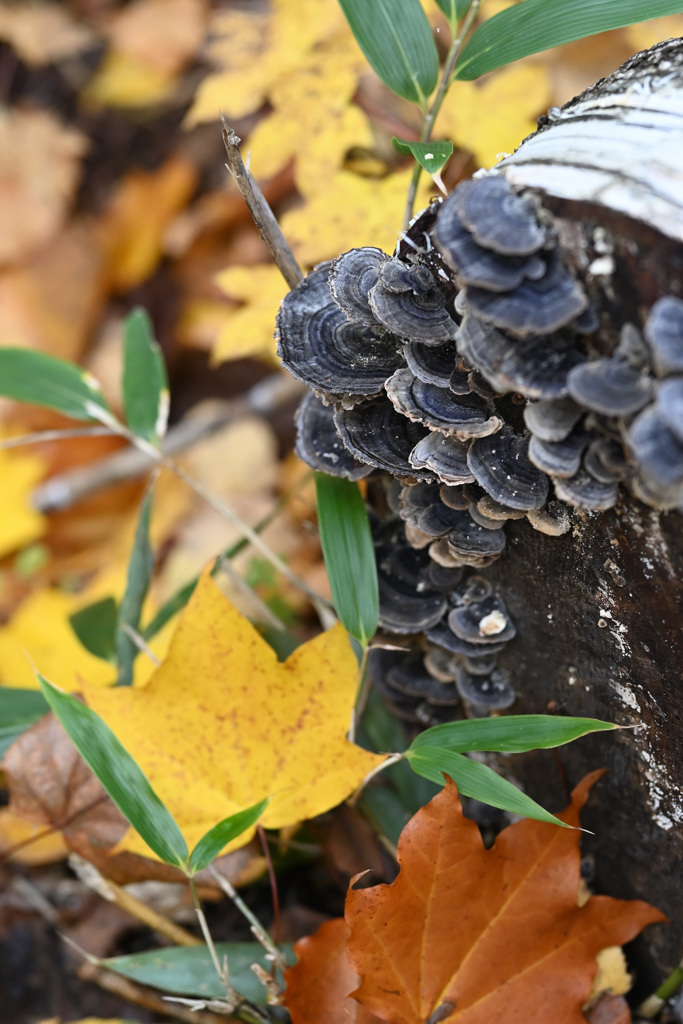 森のきのこ１１