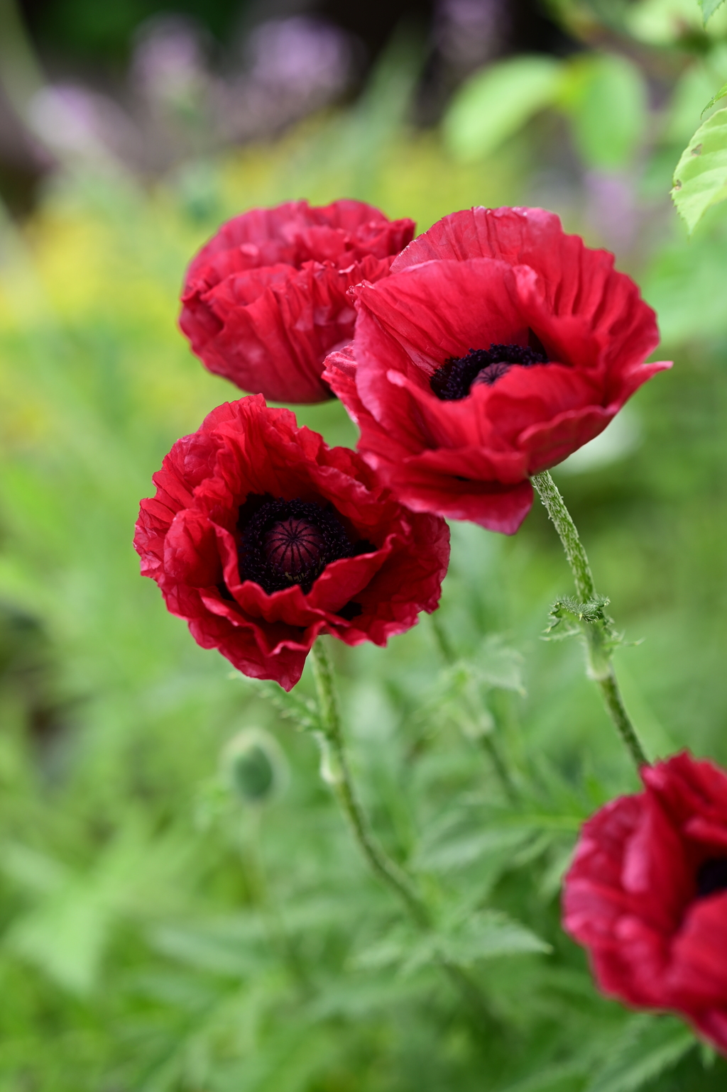 Papaver orientale