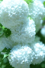Viburnum opulus