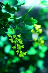 Laburnum anagyroides