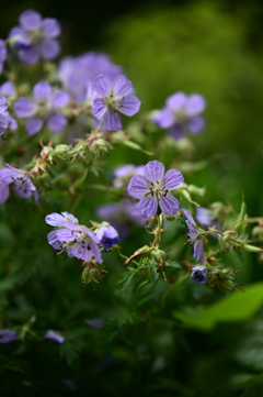 Geranium
