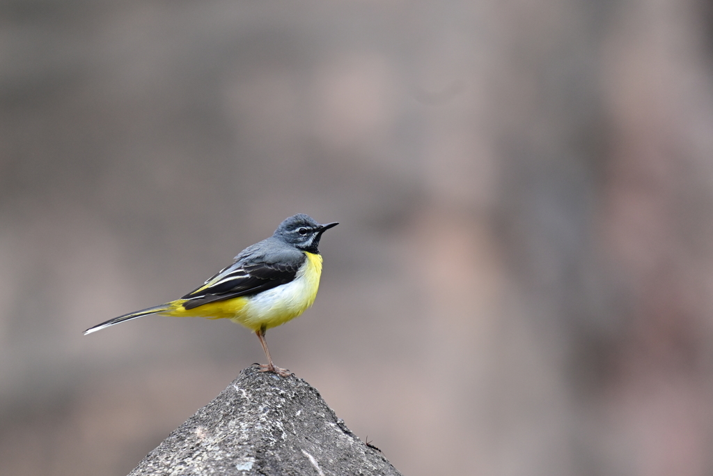 尾をフリフリ  キセキレイ