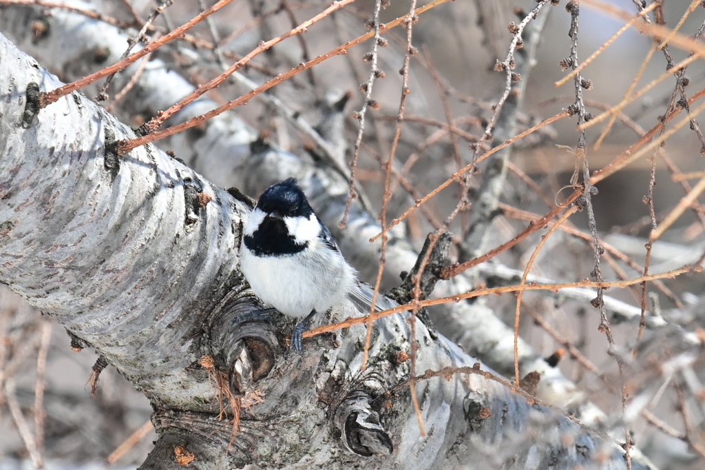 ３月の野鳥観察 ヒガラ