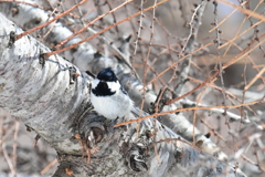 ３月の野鳥観察 ヒガラ