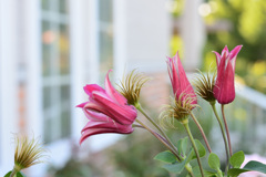 マイガーデン32