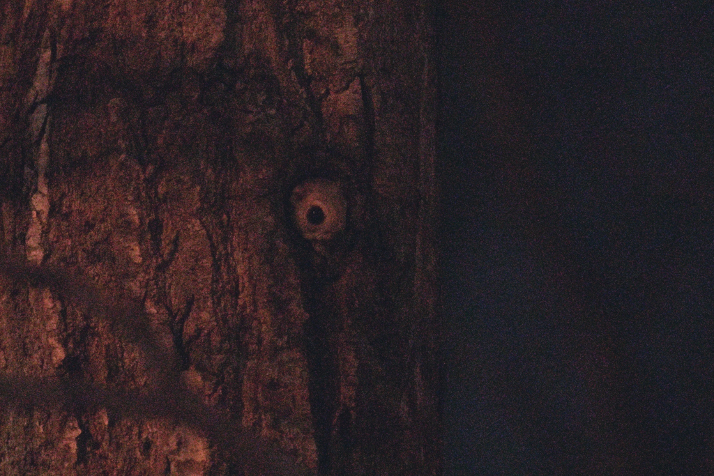 初めてのエゾモモンガとの出会い