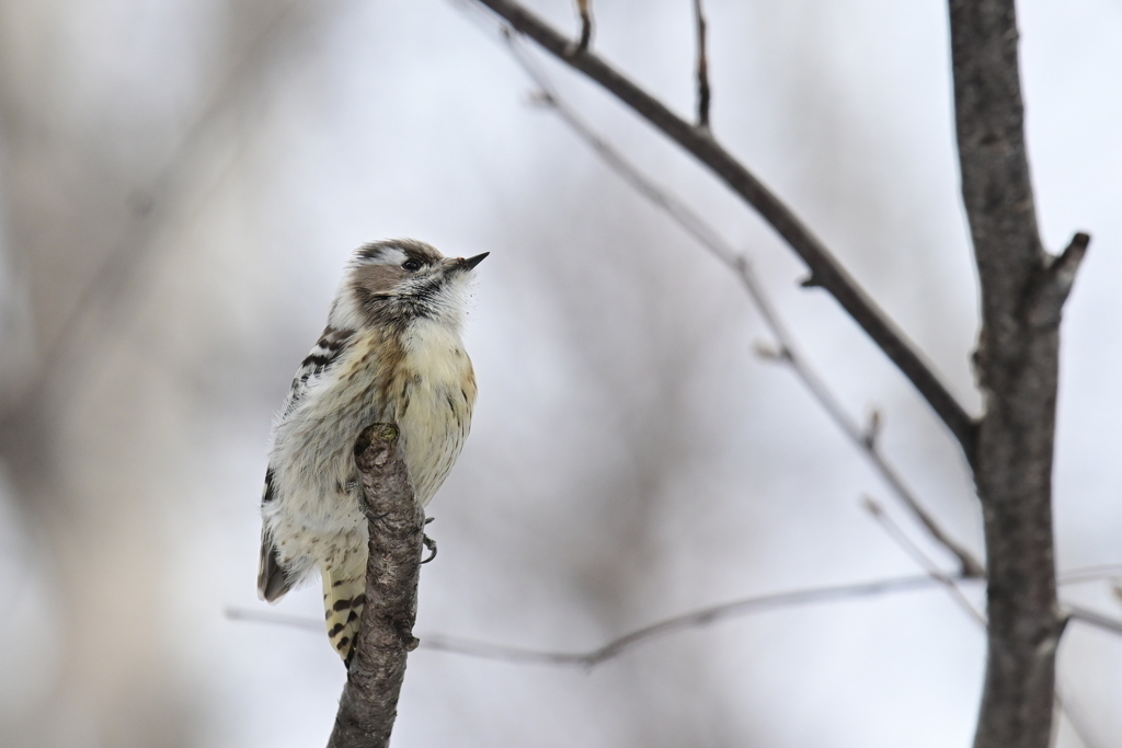 ３月の野鳥観察 コゲラ
