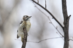 ３月の野鳥観察 コゲラ