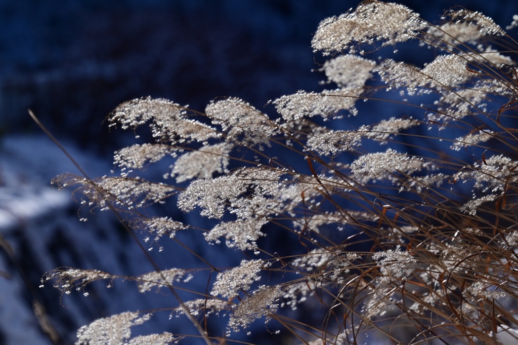 冬の枯芒