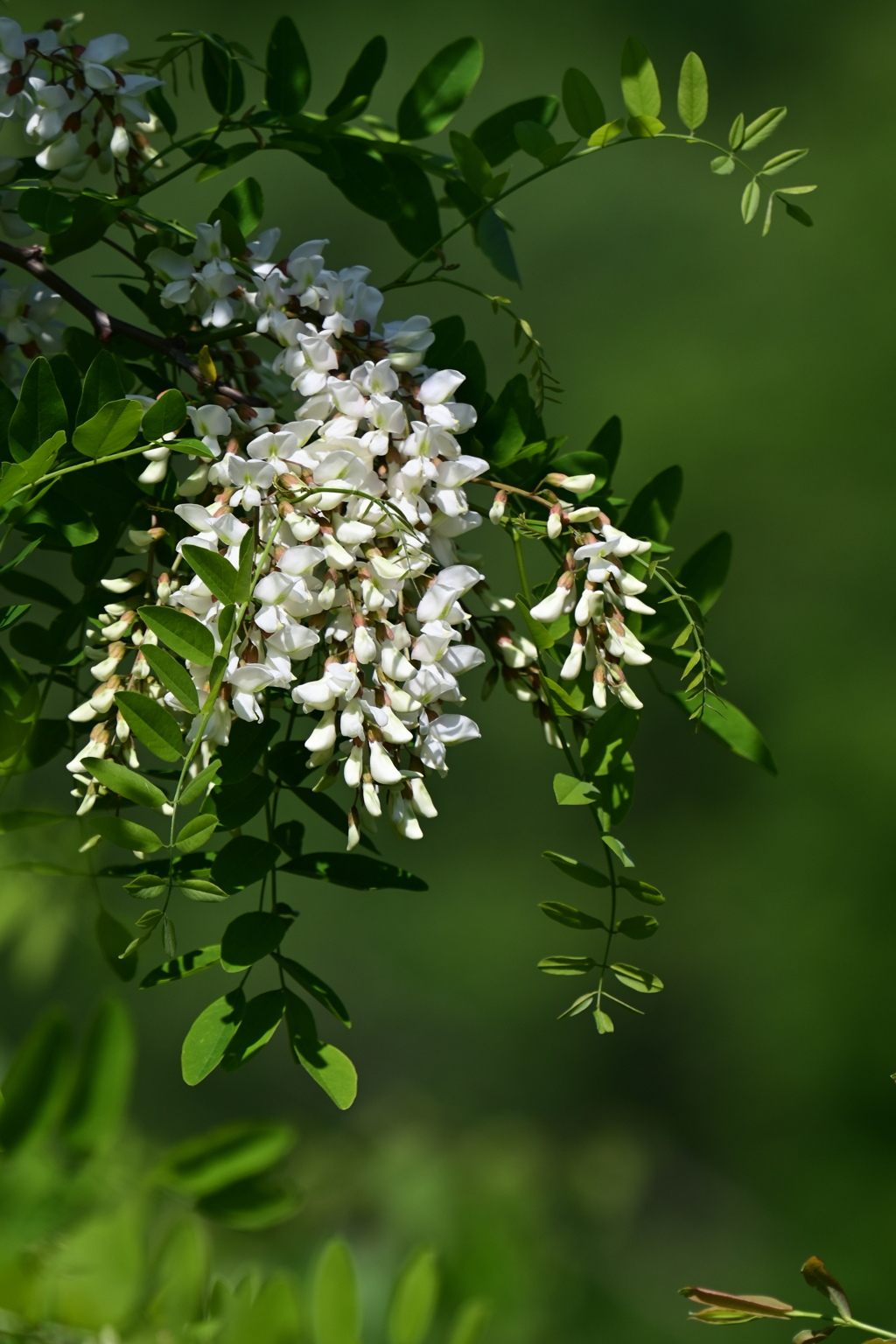 ニセアカシアの甘い香りに包まれる季節