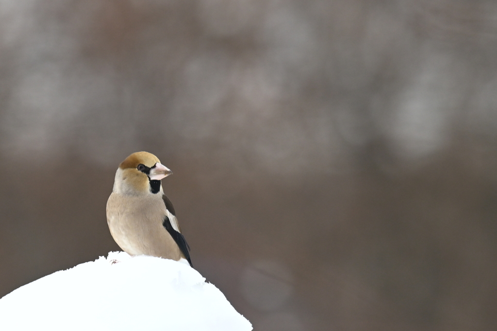 ３月の野鳥観察 シメ