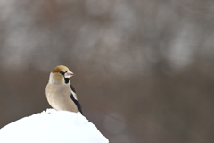 ３月の野鳥観察 シメ