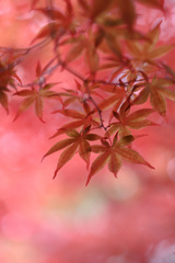 薄紅葉