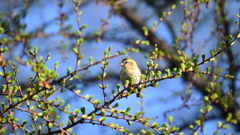 萌芽とマヒワ