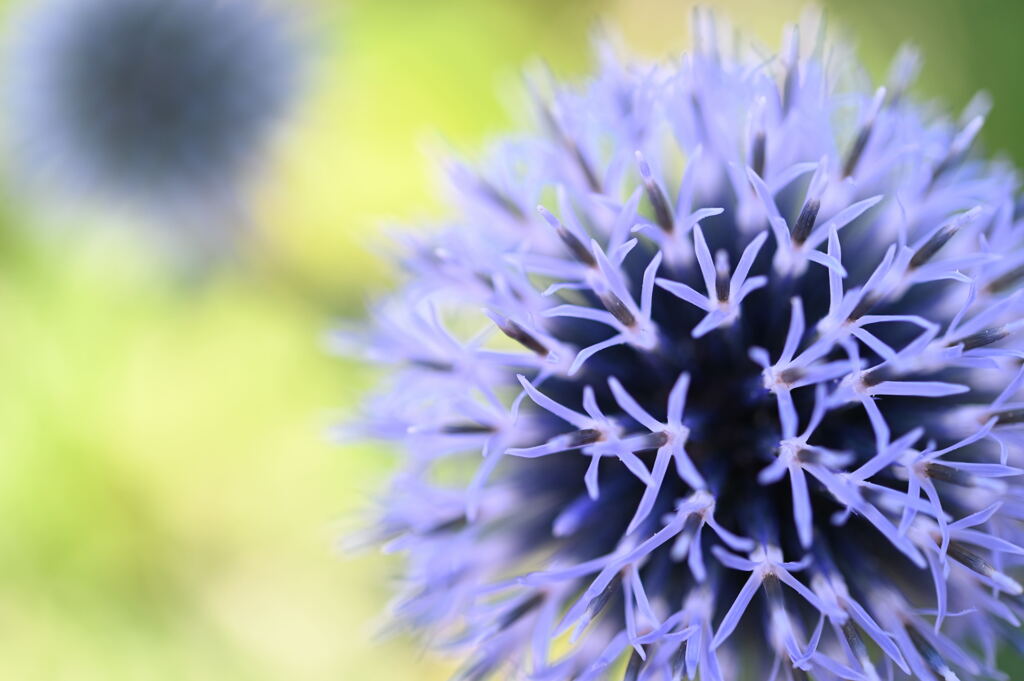 夏の花