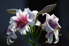 マイガーデン27