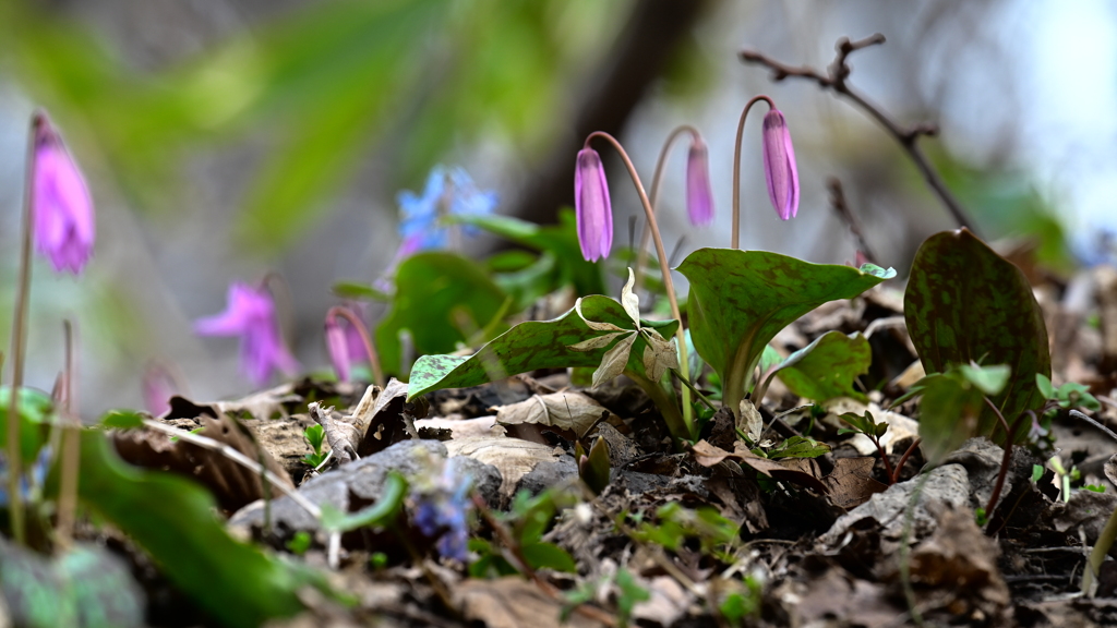 花の季節の前奏曲  ♯1