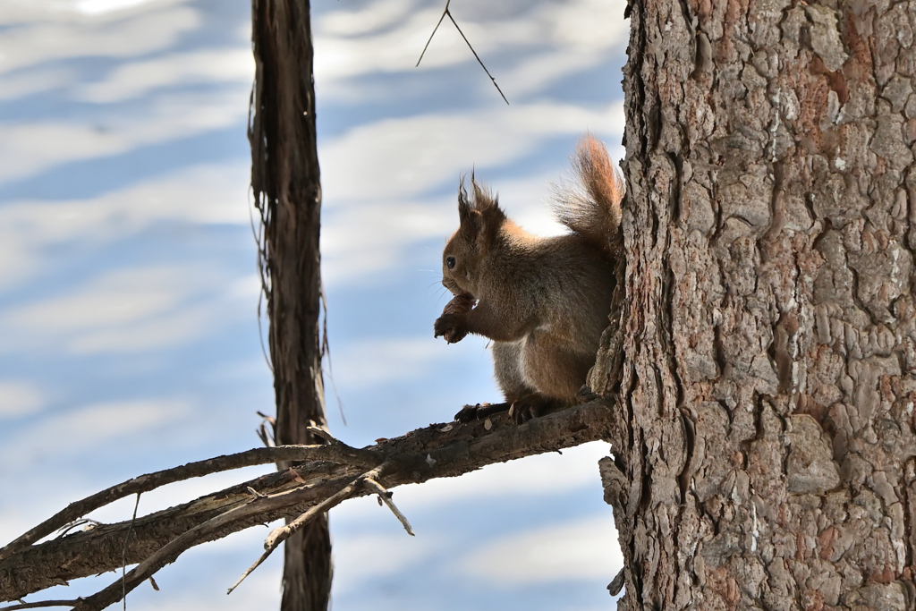 やっぱり松ぼっくりが好きなんです♪