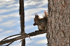 やっぱり松ぼっくりが好きなんです♪