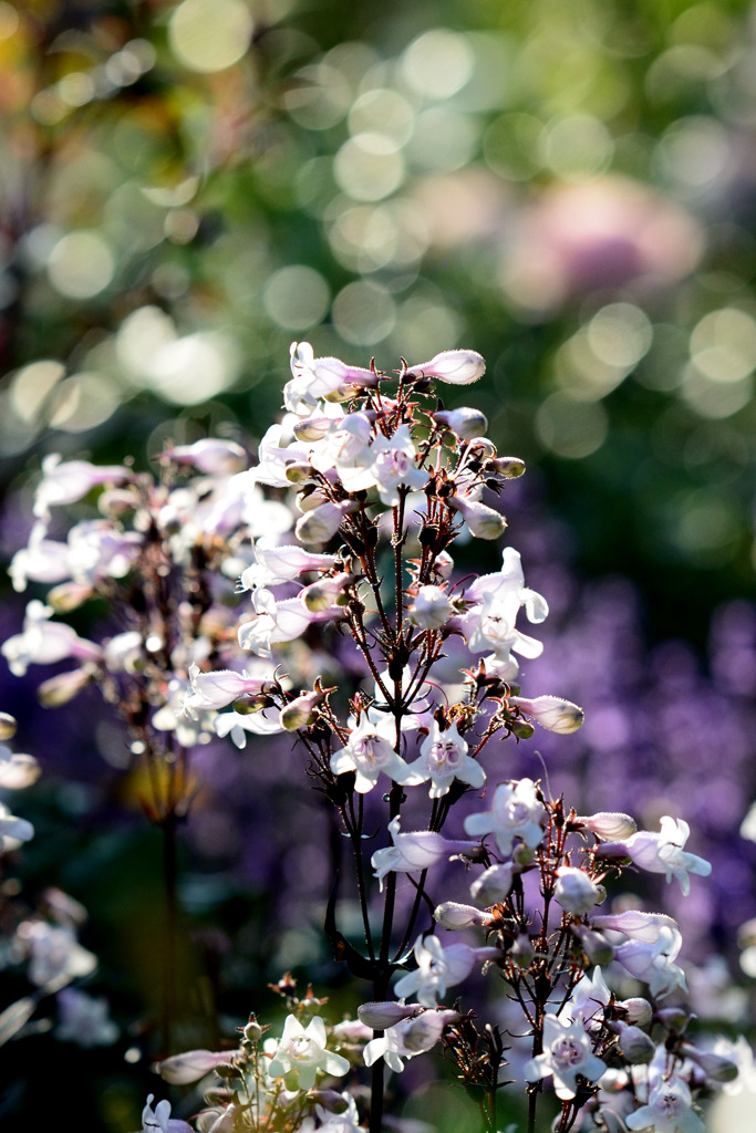 マイガーデン11