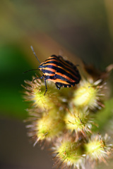 アカスジカメムシとオルレア