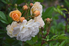 Rosa 'Ghislaine de Feligonde'