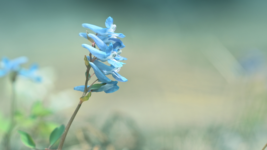 北国の花  エゾエンゴサク