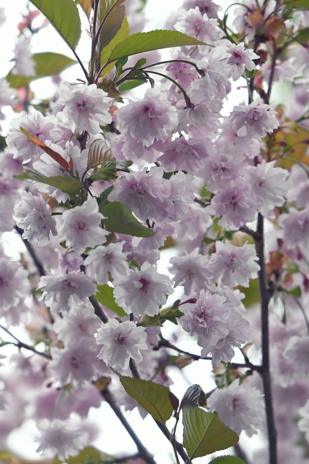 桜がモコモコ