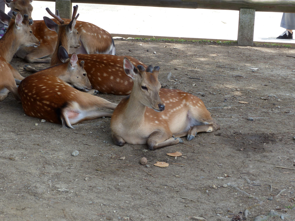 奈良公園