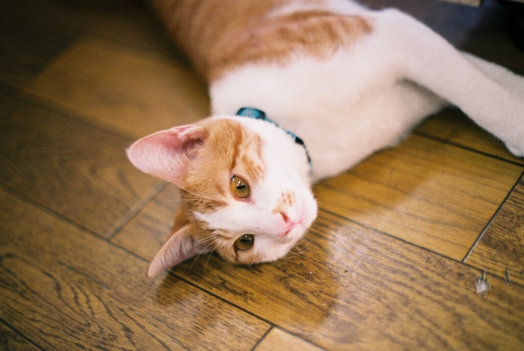 ねこ