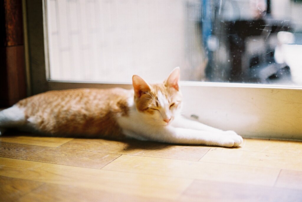ねこ