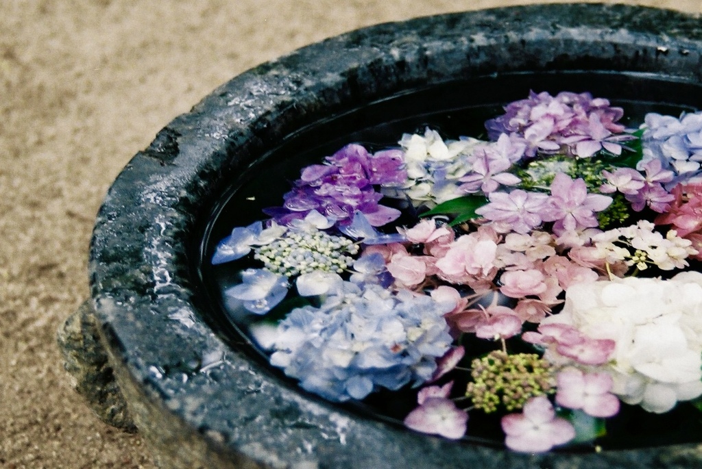 水面花