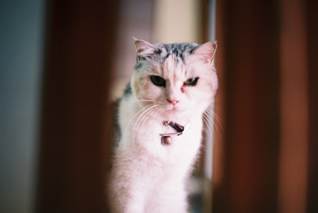 ねこ