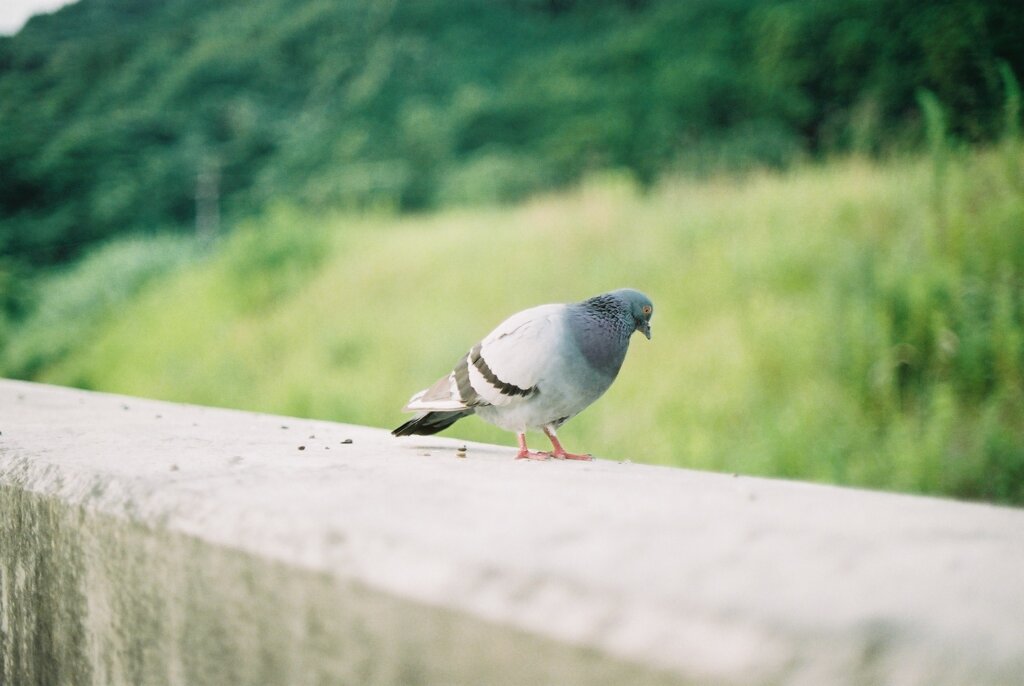 鳩