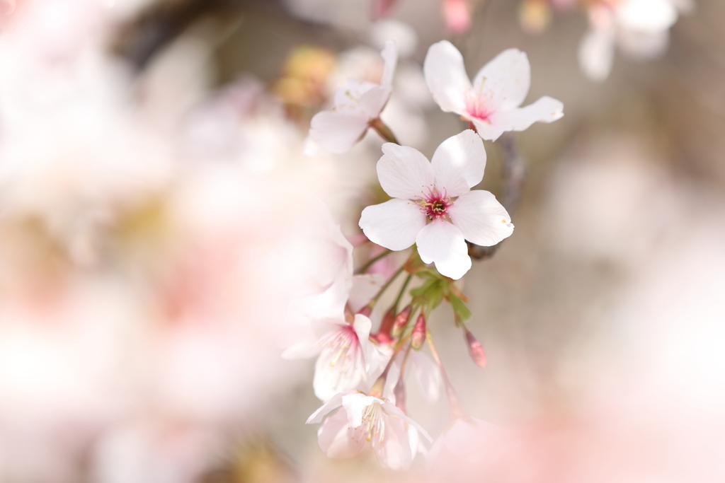 ひと足お先に　玉縄桜