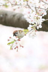 桜の蜜がおいしいチュン