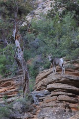 Animals in Rocky Mountain