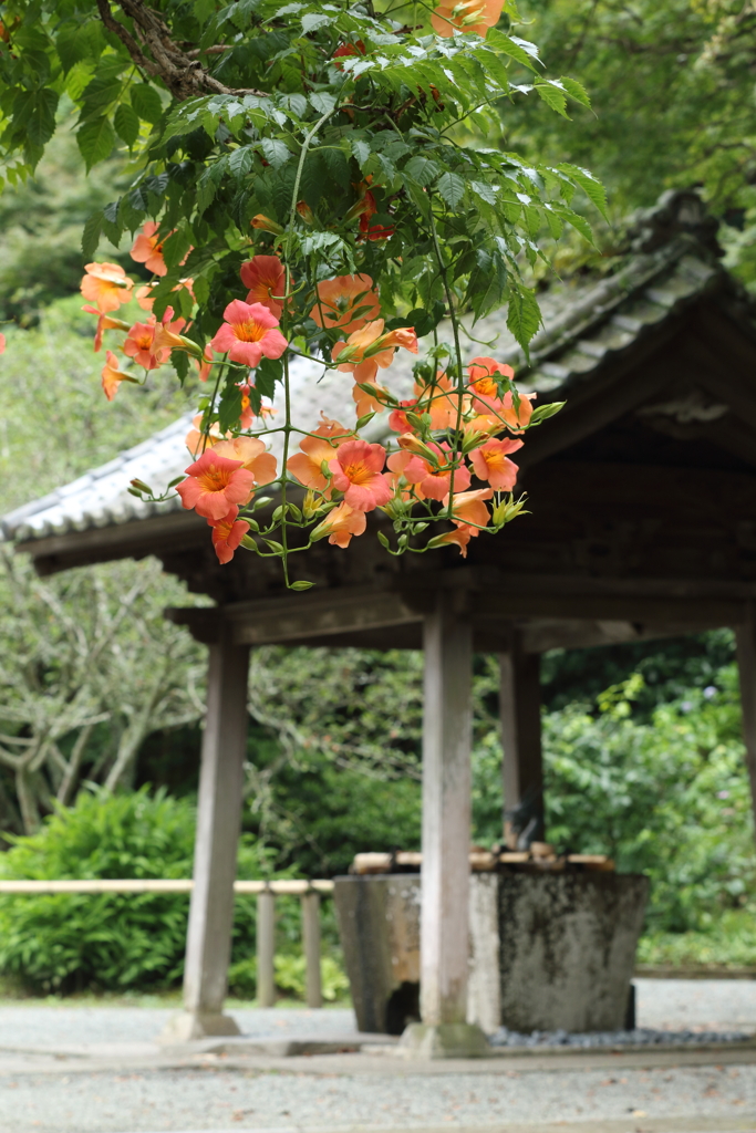 妙本寺