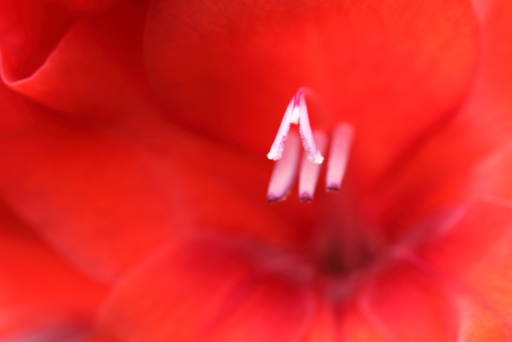 ウミウシは花のよう、花はウミウシのよう