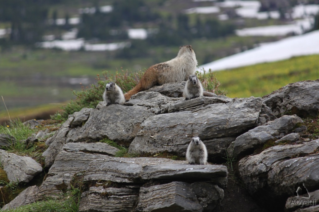 Wild Animals in Rocky Mountain