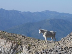 Animals in Rocky Mountain