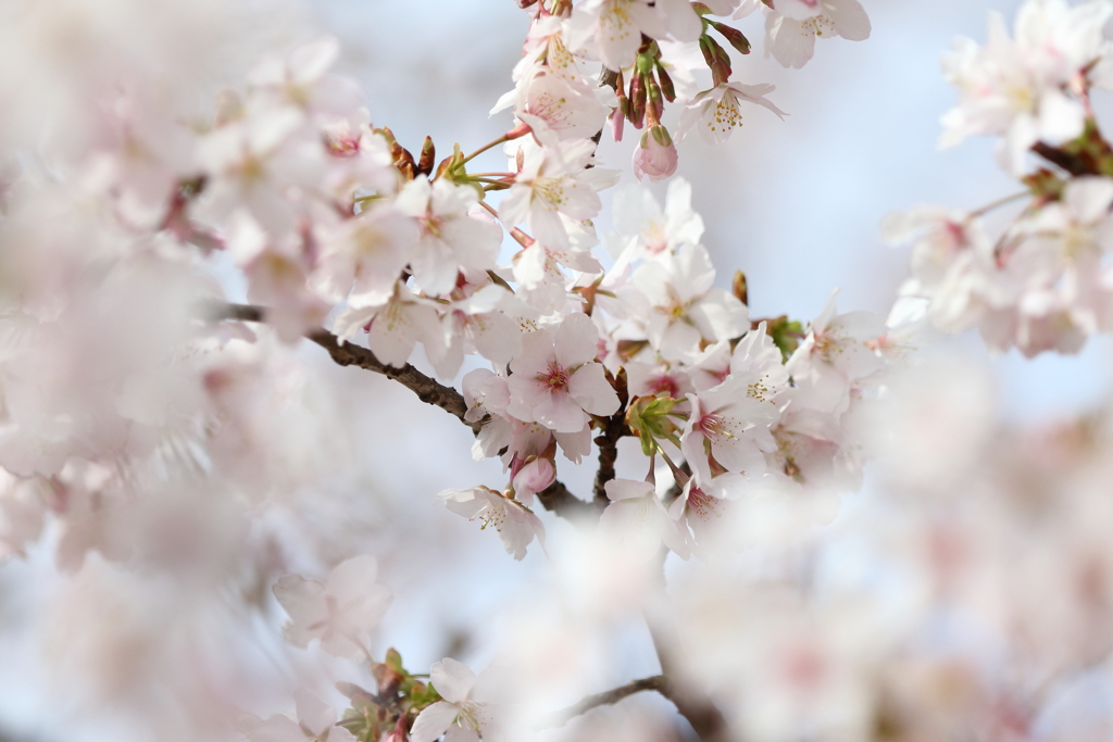 ひと足お先に　玉縄桜2