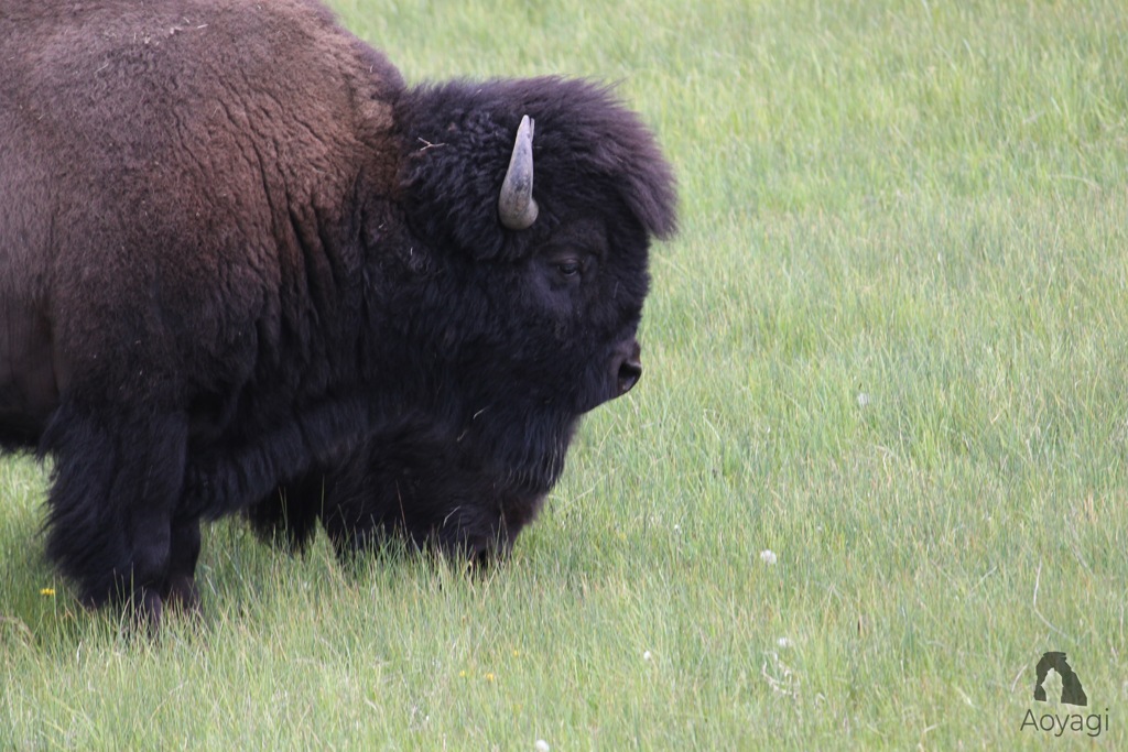 Wild Animals in Rocky Mountain