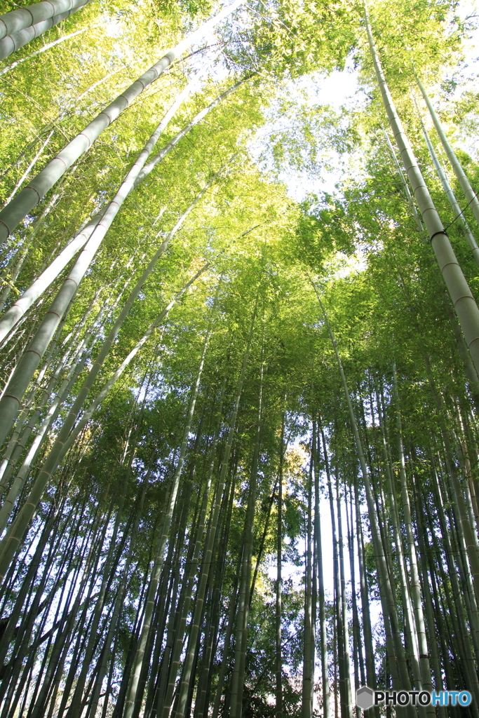 報国寺